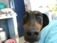Laika