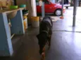 Laika