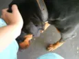 Laika