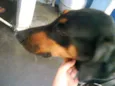 Laika
