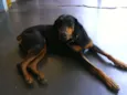 Laika