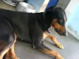 Laika