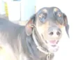 Laika