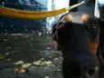 Laika