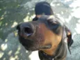 Laika