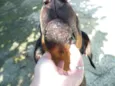 Laika