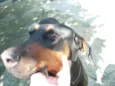 Laika