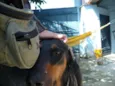 Laika