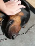 Laika
