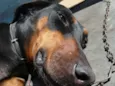 Laika