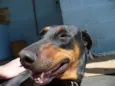 Laika