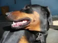 Laika