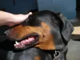 Laika