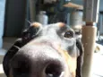 Laika