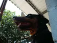 Laika