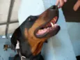 Laika