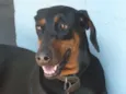 Laika