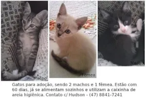 Gato raça  idade 2 a 6 meses nome Gatinhos