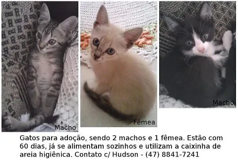 Gato ra a idade 2 a 6 meses nome Gatinhos