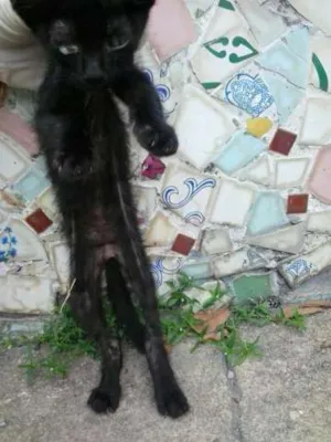 Gato raça SRD idade Abaixo de 2 meses nome Pretinho
