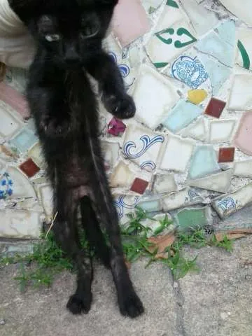 Gato ra a SRD idade Abaixo de 2 meses nome Pretinho