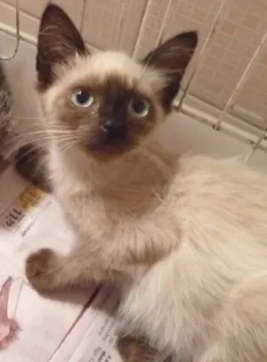 Gato raça Siamês idade  nome Dino