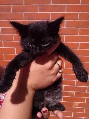 Gato ra a SRD idade Abaixo de 2 meses nome Sem nome