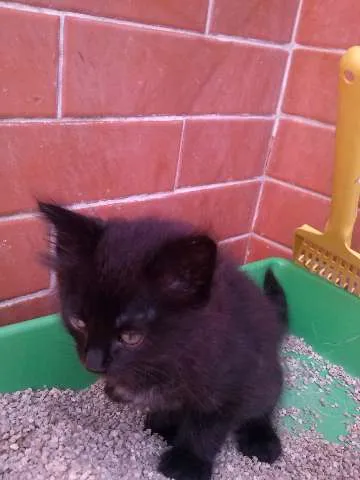 Gato ra a SRD idade Abaixo de 2 meses nome Sem nome