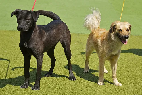 Cachorro ra a SRD idade 2 anos nome Bambam e Pedrita