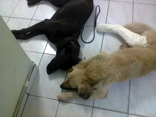 Cachorro ra a SRD idade 2 anos nome Bambam e Pedrita