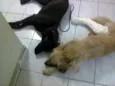 Bambam e Pedrita