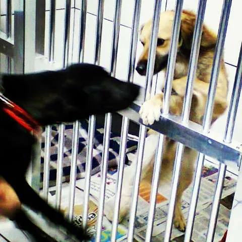 Cachorro ra a SRD idade 2 anos nome Bambam e Pedrita