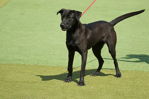 Cachorro ra a SRD idade 2 anos nome Bambam e Pedrita