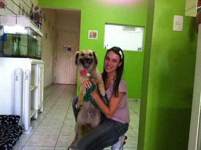 Cachorro ra a SRD idade 2 anos nome Bambam e Pedrita