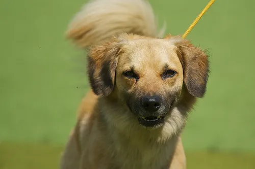 Cachorro ra a SRD idade 2 anos nome Bambam e Pedrita