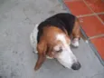 soneca
