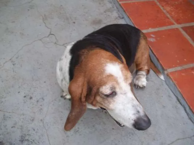 Cachorro ra a basset hound idade 6 ou mais anos nome soneca