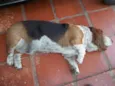 soneca