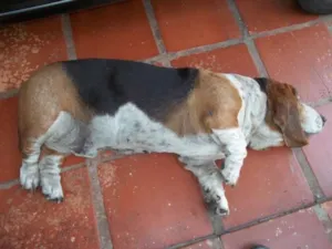 Cachorro raça basset hound idade 6 ou mais anos nome soneca