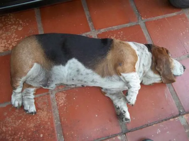 Cachorro ra a basset hound idade 6 ou mais anos nome soneca