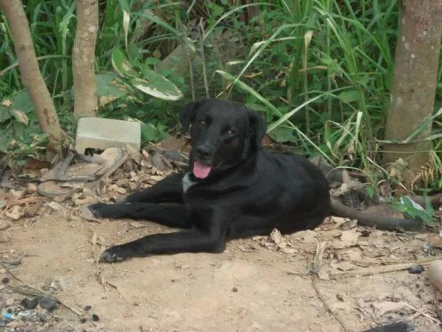Cachorro ra a Labrador idade 3 anos nome Martha
