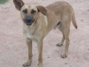 Cachorro raça Pastor Alemão idade 3 anos nome Sam