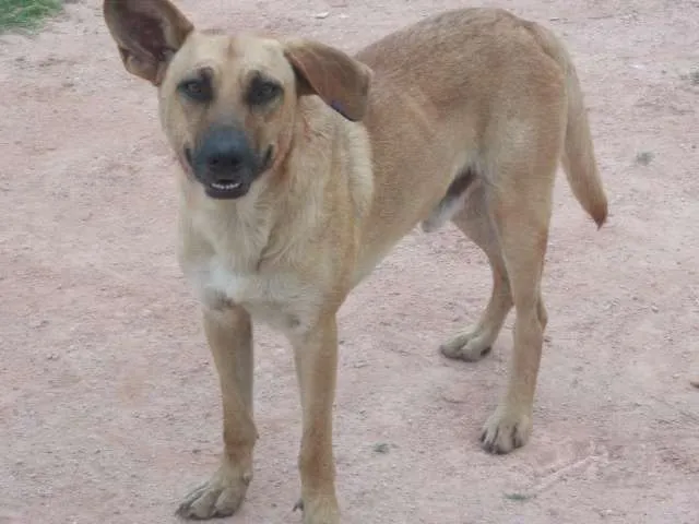 Cachorro ra a Pastor Alemão idade 3 anos nome Sam