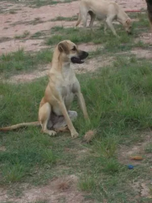 Cachorro raça Labrador idade 3 anos nome Sardinha