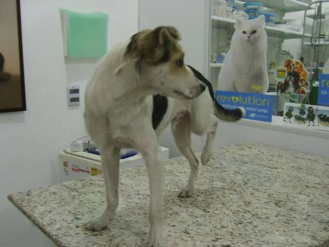 Cachorro ra a Sem raça definida idade 7 a 11 meses nome Bath