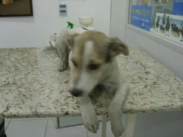 Cachorro ra a Sem raça definida idade 7 a 11 meses nome Bath