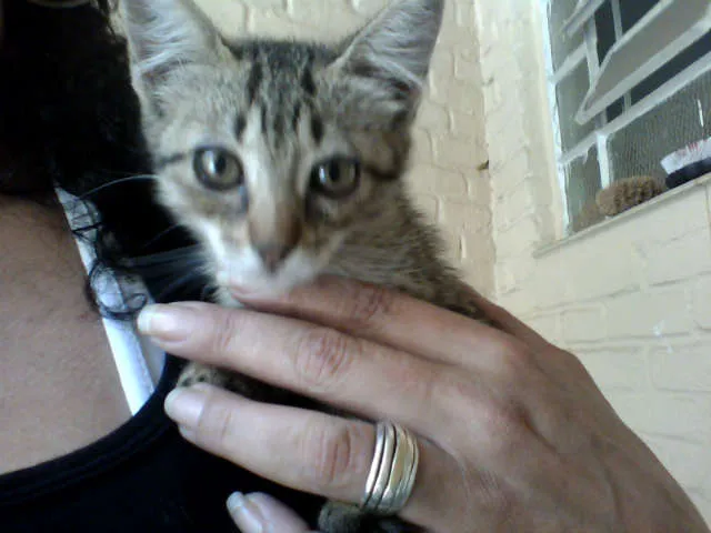 Gato ra a SRD idade Abaixo de 2 meses nome Tigrinha