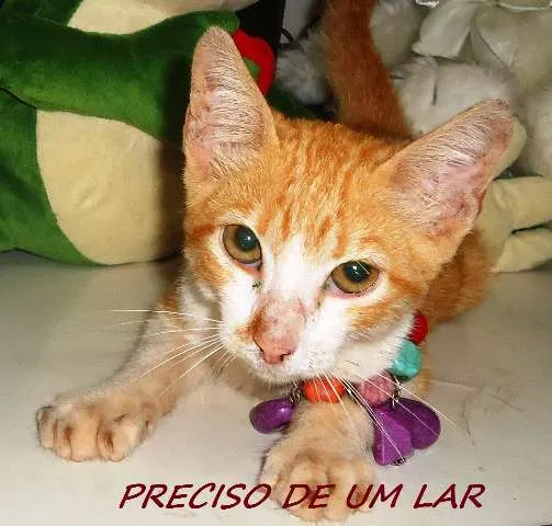 Gato ra a SRD idade 2 a 6 meses nome Camaro Amarelo
