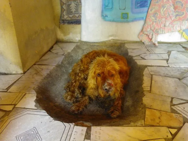 Cachorro ra a Cocker idade 2 anos nome Vitório