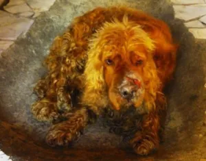 Cachorro raça Cocker idade 2 anos nome Vitório